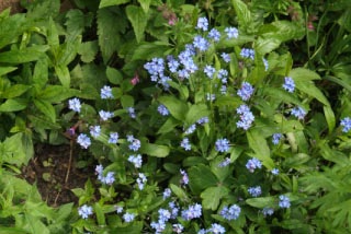 Myosotis sylvatica Bosvergeet-mij-nietje bestellen